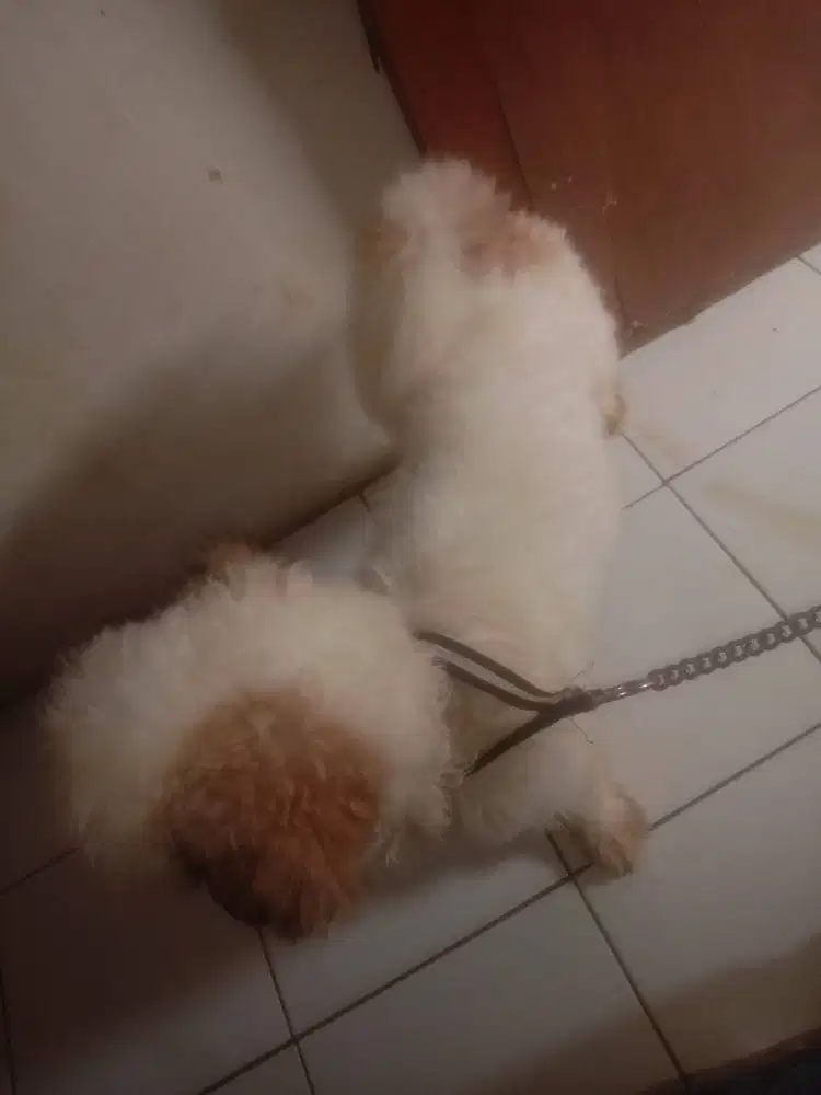 Di jual anjing poodle