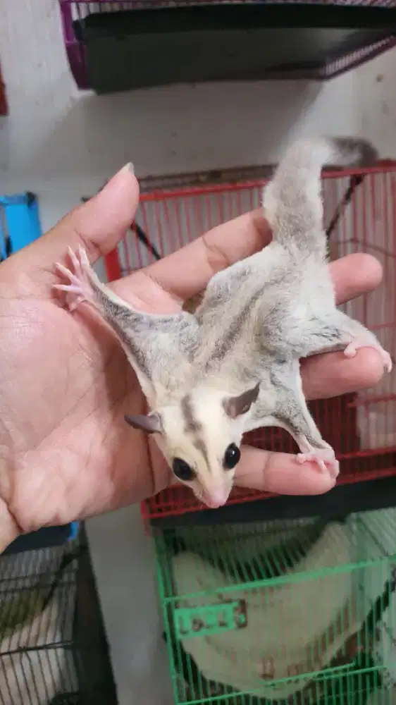Sugarglider platinum
