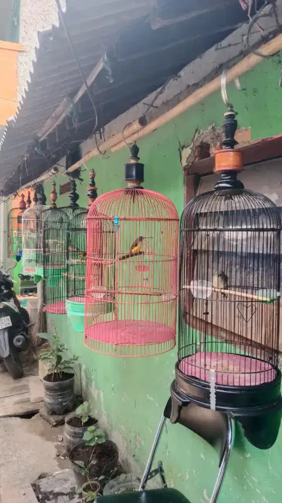 Jual burung ciblek 4 sogon 2 king 2 korlap ada 9 kandang minat WA 2jt