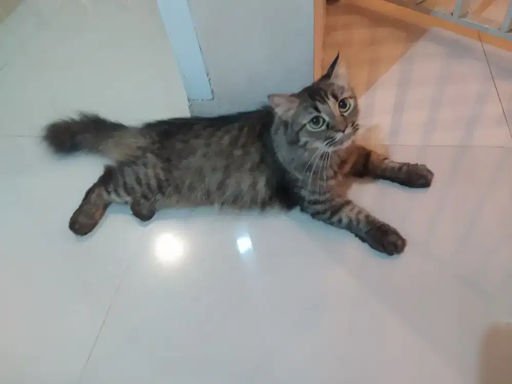 Kucing persia betina birahi