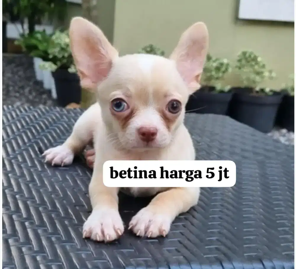 Chuahuahua betina mata antik