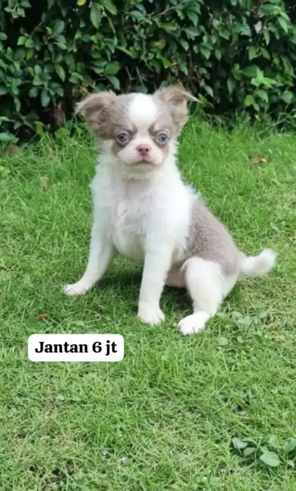 Anjing Chihuahua jantan Lilac