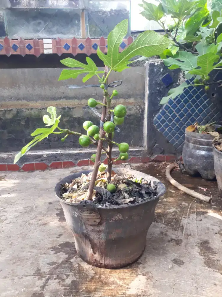 Pohon tin berbuat lebat