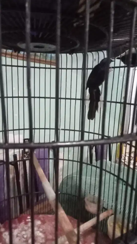 dijual murai batu indukan jambi