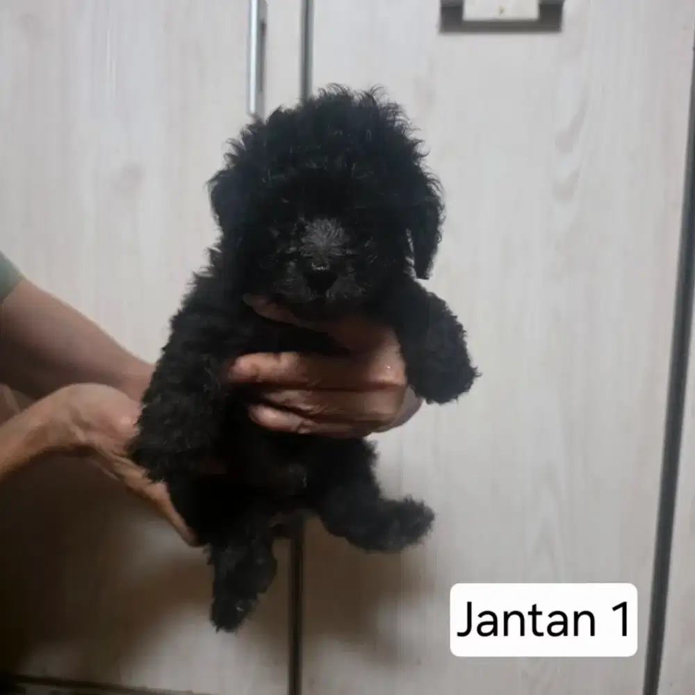 Anakan poodle mix bichon silver white