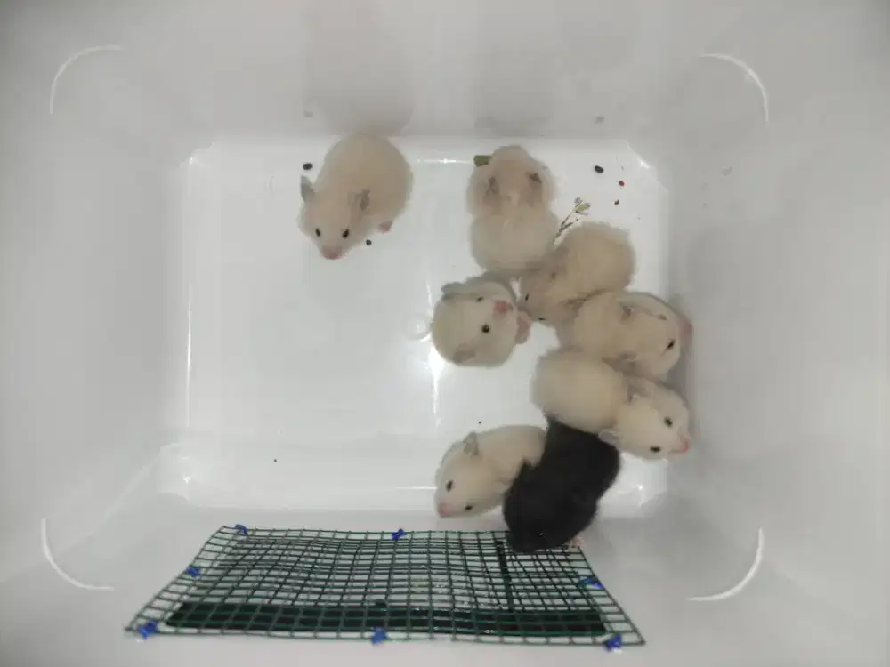 Hamster Syirian Long Hair