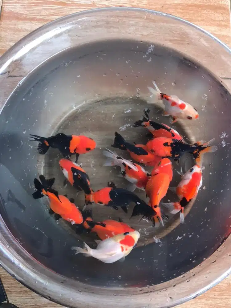 Koki oranda sort tail