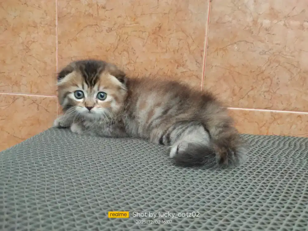 Kitten scottish fold betina