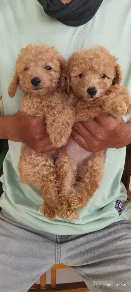 Toy poodle betina 2 bulan