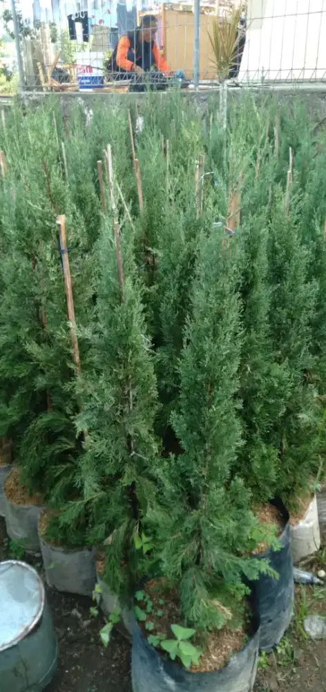 Tanaman Cemara Lilin 1 meter