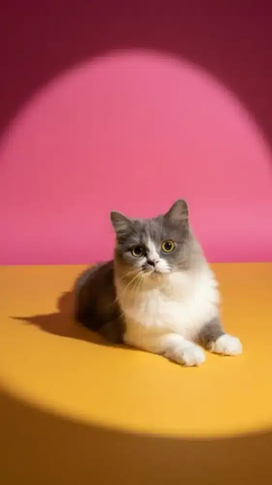 Proven KUCING PERSIA MEDIUM mix SCOOTISH