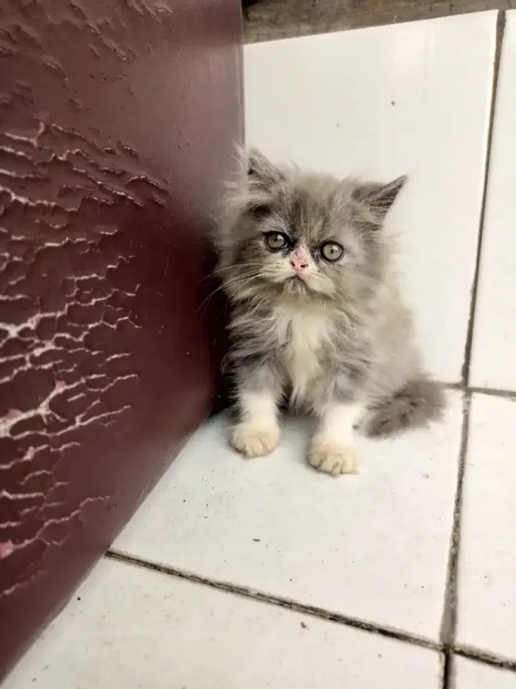 Persia Flatnose jantan 2 bulan