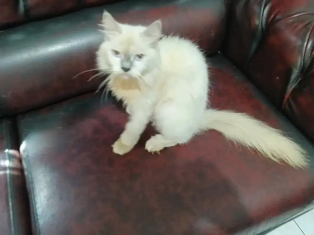 Kucing Himalaya Betina Dewasa