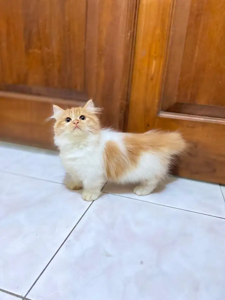 Kitten kucing munchkin minuet cebol kaki pendek