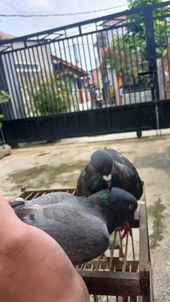 burung daraa setengah jalan, kondisi lagi giring keket