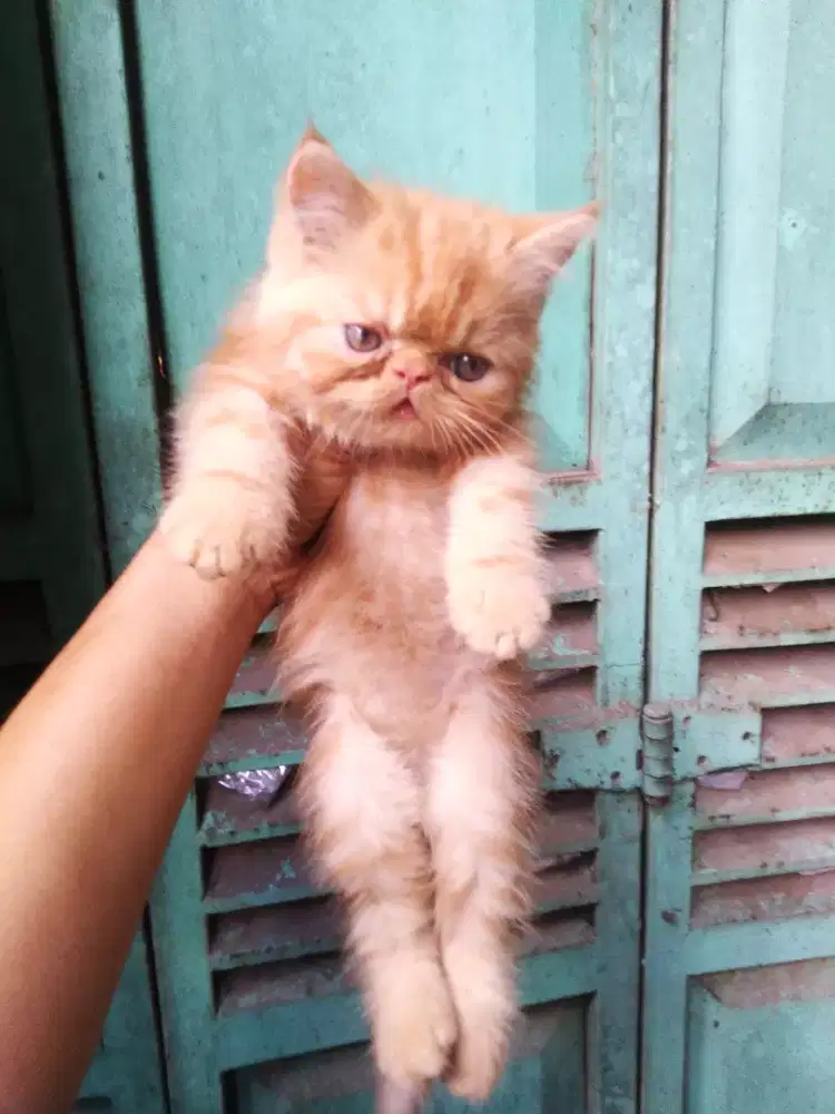 Kucing persia jantan kitten