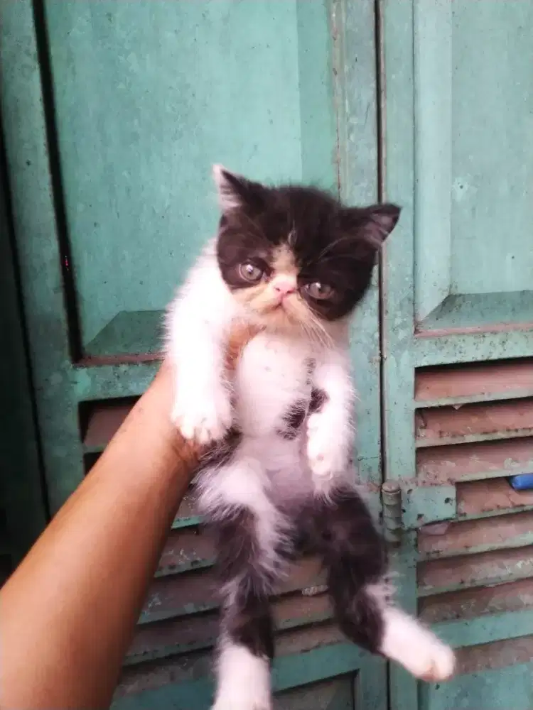 Kucing kitten persia