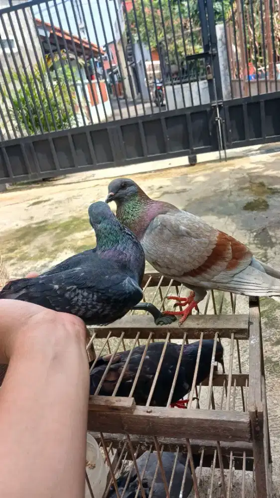 burung dara giringan muda prospek, ring pmti 2024