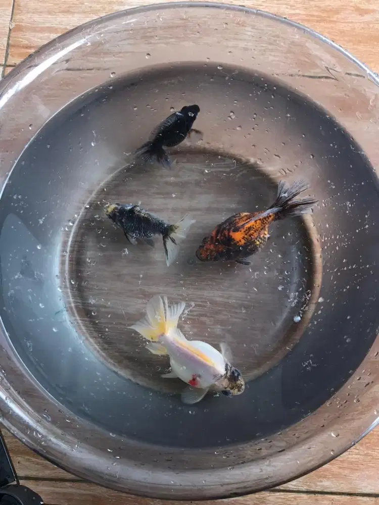 Mas Koki Ryukin multi size