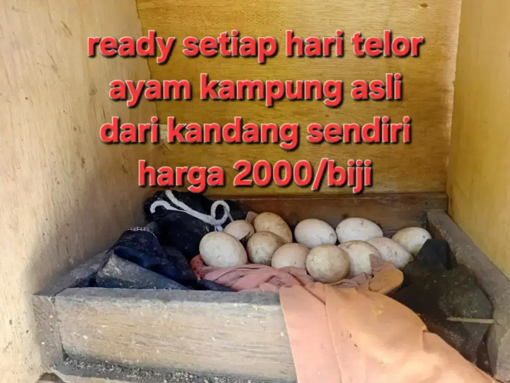 telor ayam kampung asli