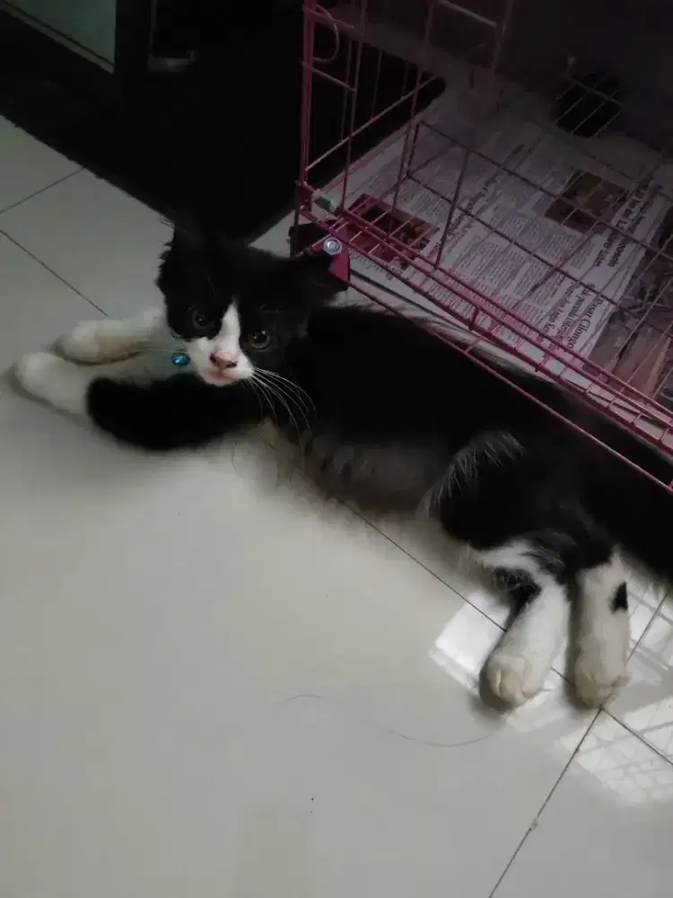 Kucing Persia Jantan  Lincah dan sehat