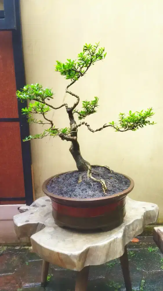 Bonsai Saeng Simbur Vietnam