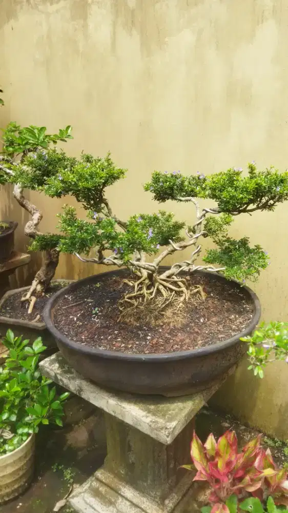 Bonsai Saeng Simbur Mikro Varigata