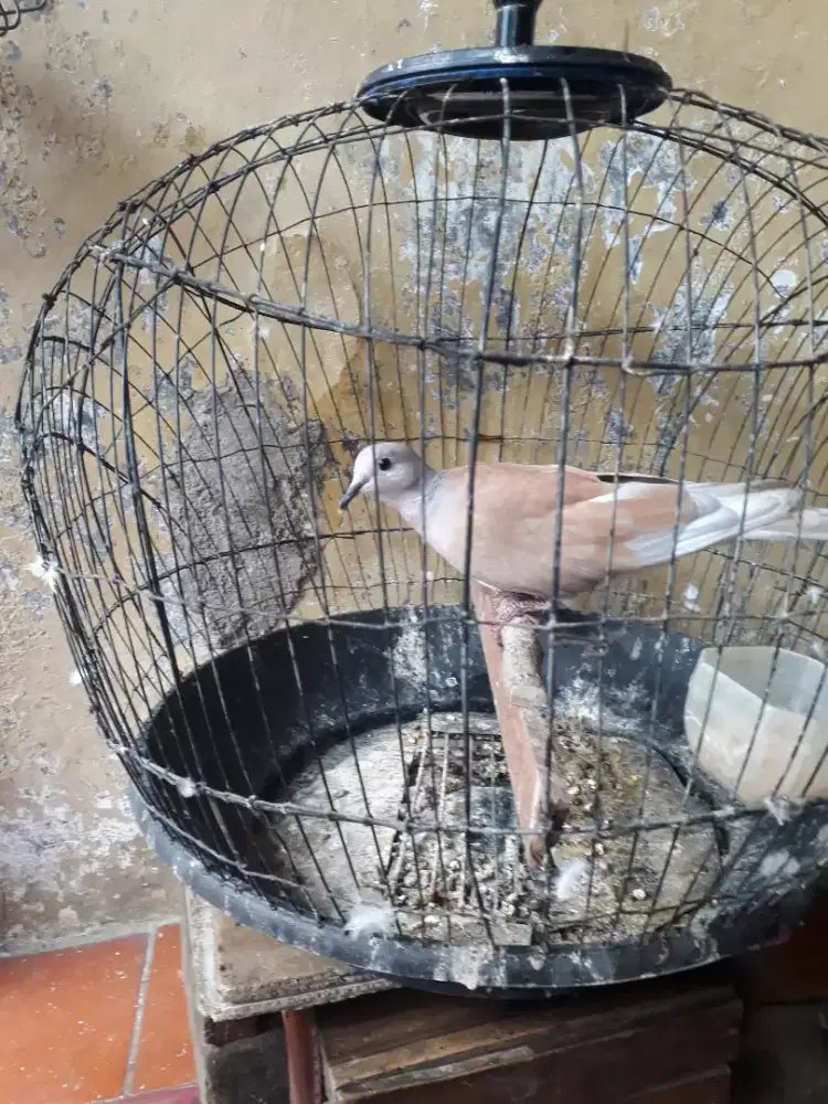 Jual burung puter Tangerin Jantan