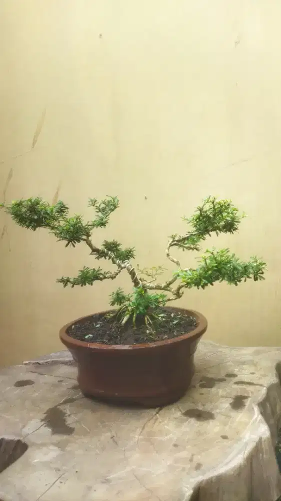 Bonsai Saeng Simbur Mikro