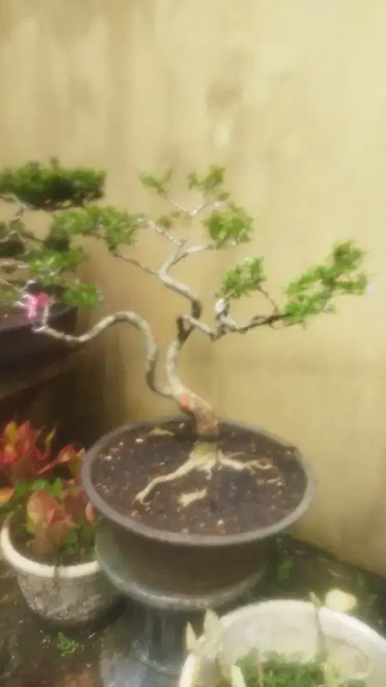 Bonsai Saeng Simbur Vietnam