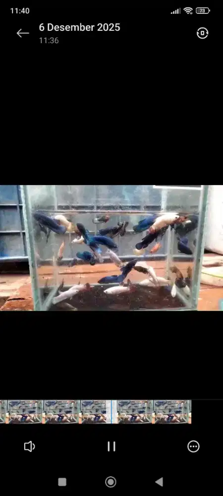 Ikan cupang bahan campur male* female