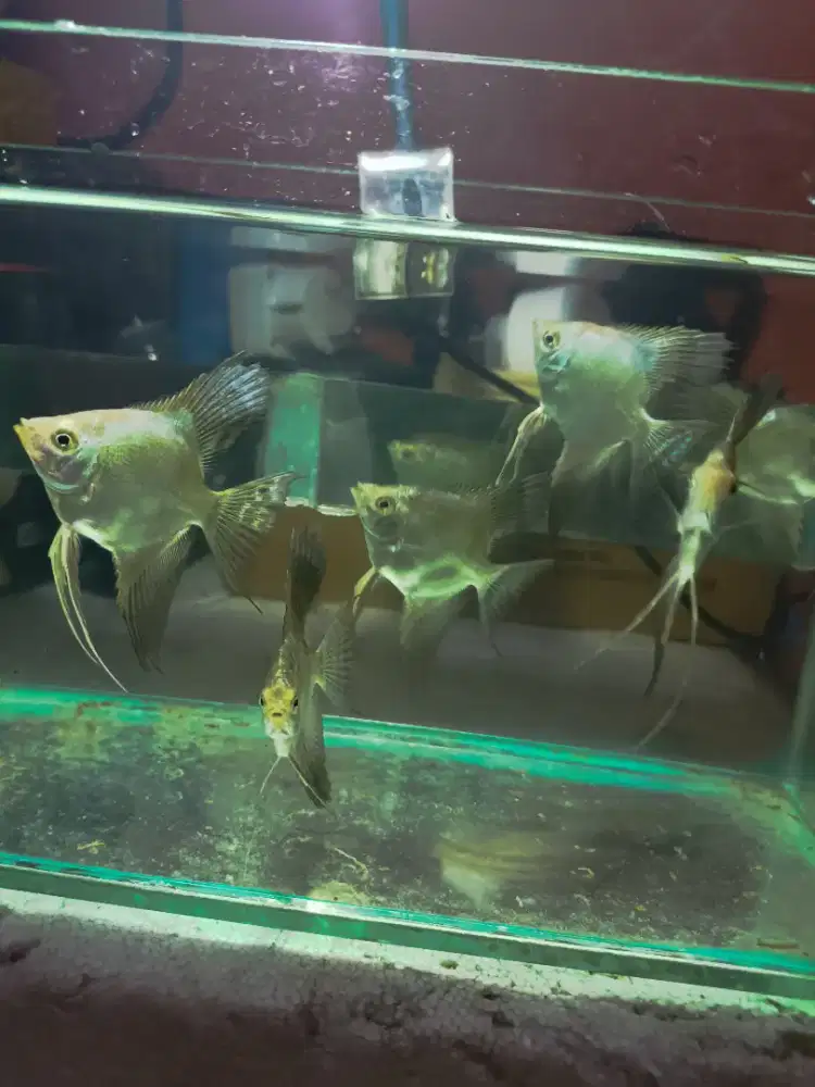 Ikan Manfish Bulgarian Seal Point