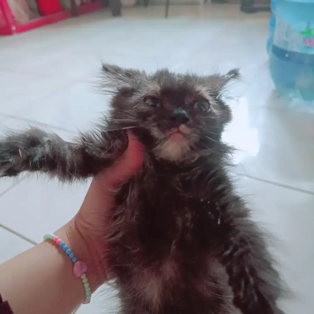 Anakan Persia 2 bulan