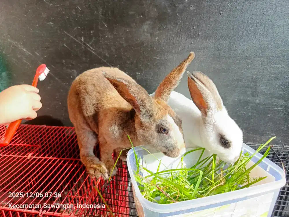 Kelinci rex bisa tuker kutilang gacor