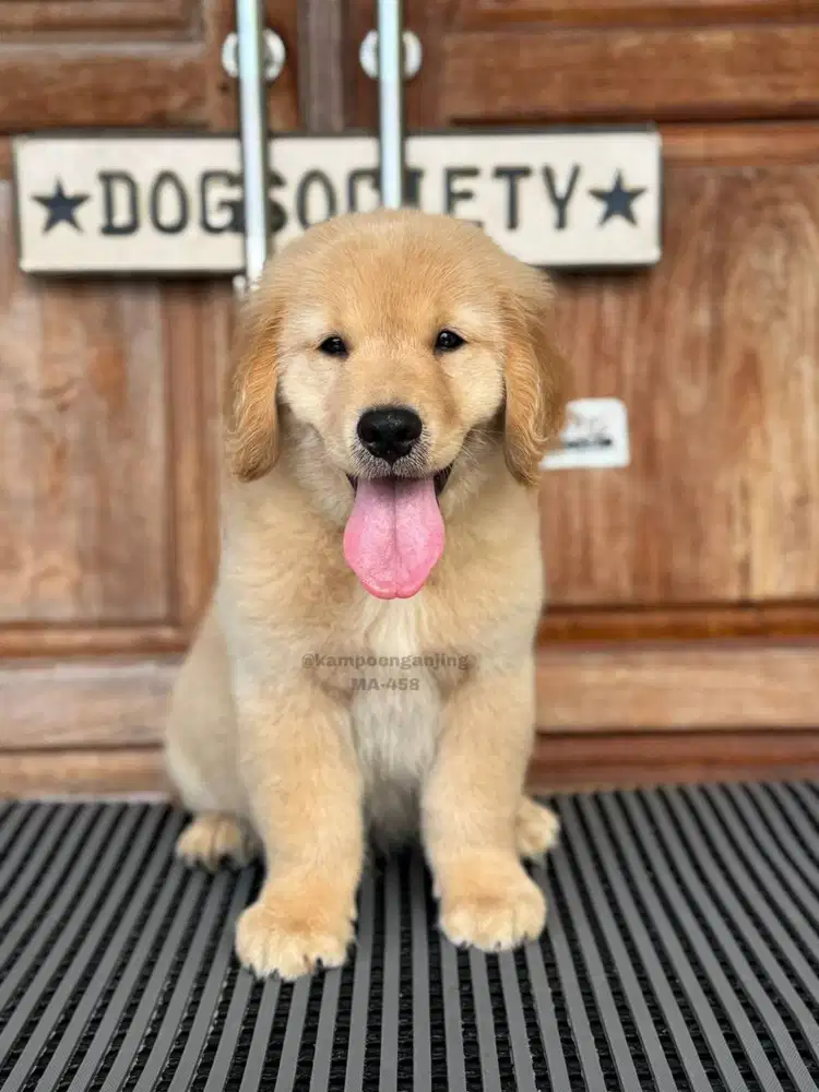Puppy Golden Jantan, Si Kecil Penuh Energi!