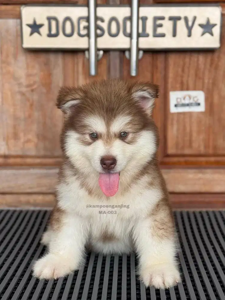 Alaskan Malamute, Si Kuat yang Ramah dan Menggemaskan!