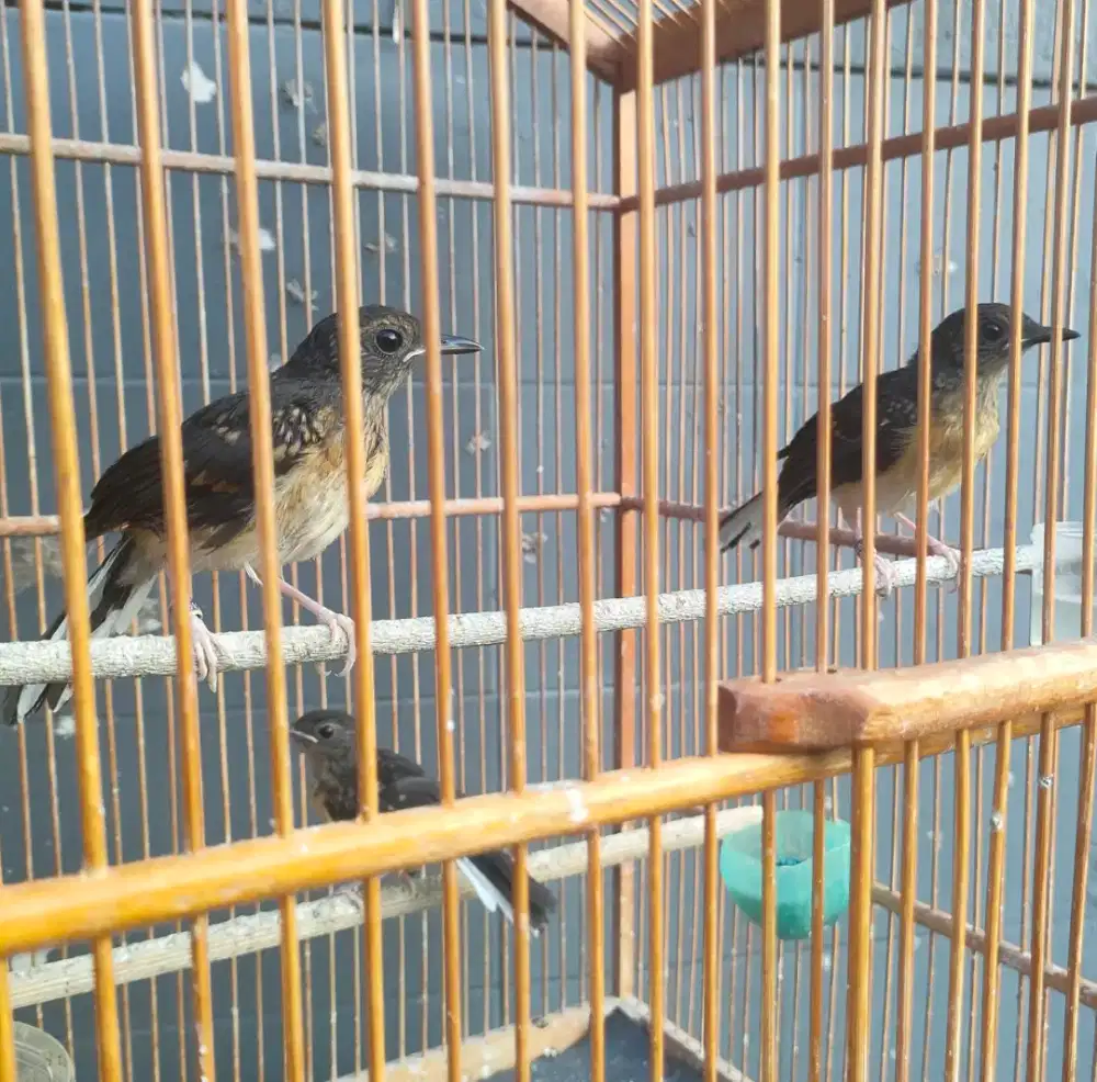 Murai Trotol Jantan n Betina Trah ekor panjang