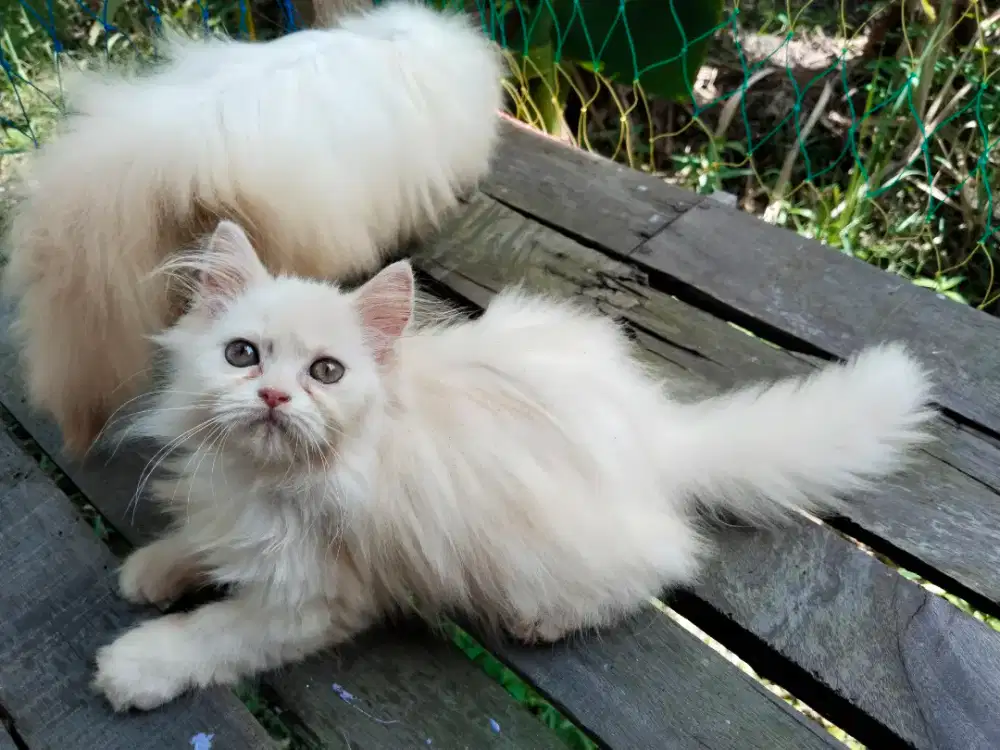 Kitten betina keduanya keturunan pesek