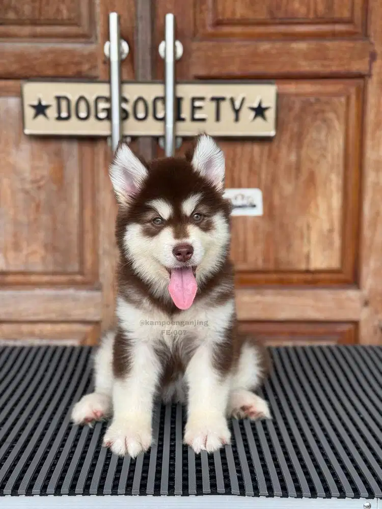 Puppy Alaskan Malamute, Si Besar Lembut Menanti Rumah Baru!