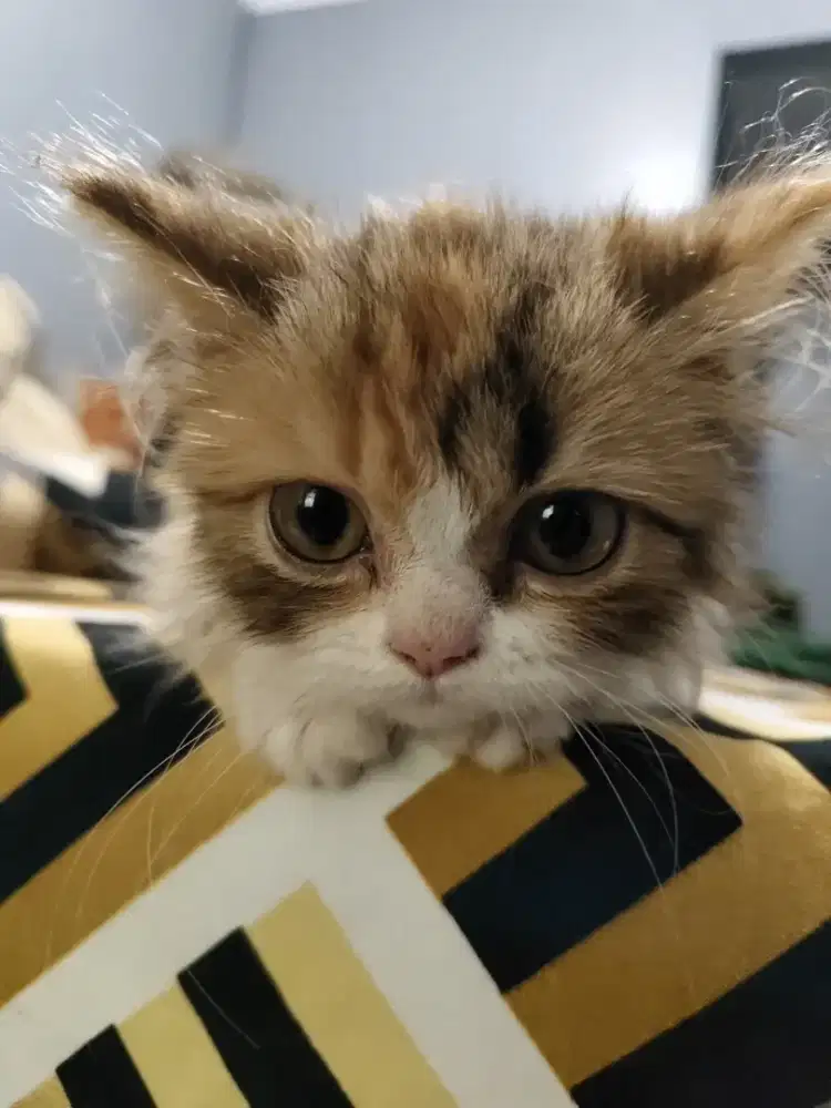 Kucing Flatnose Betina