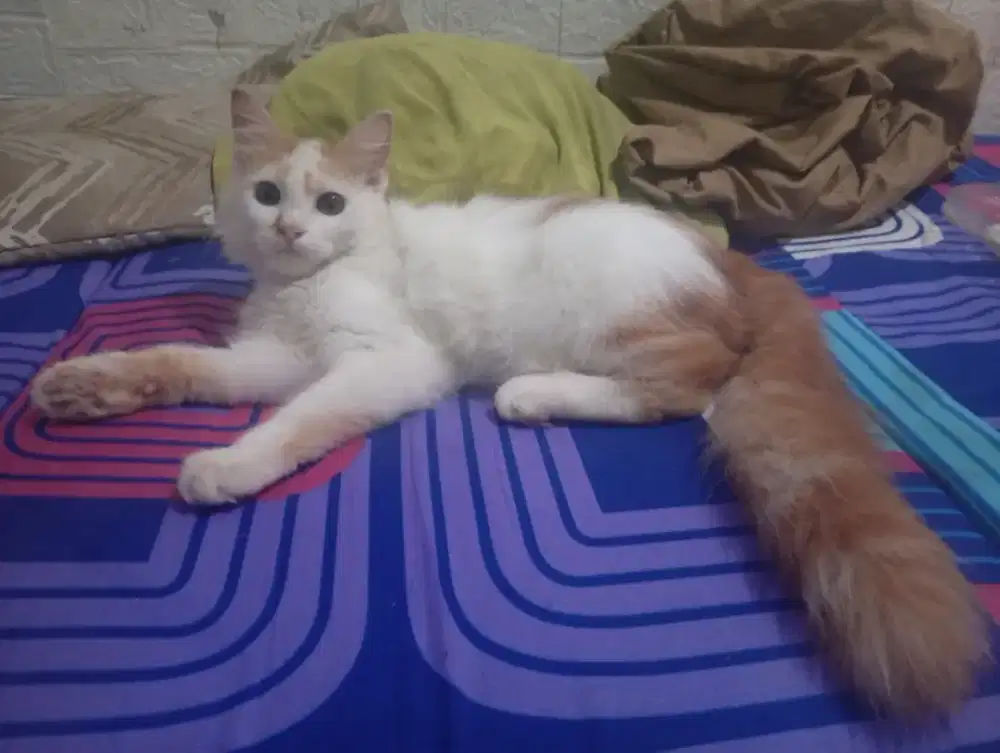 Open adopt Kitten anggora 4 bulan jantan