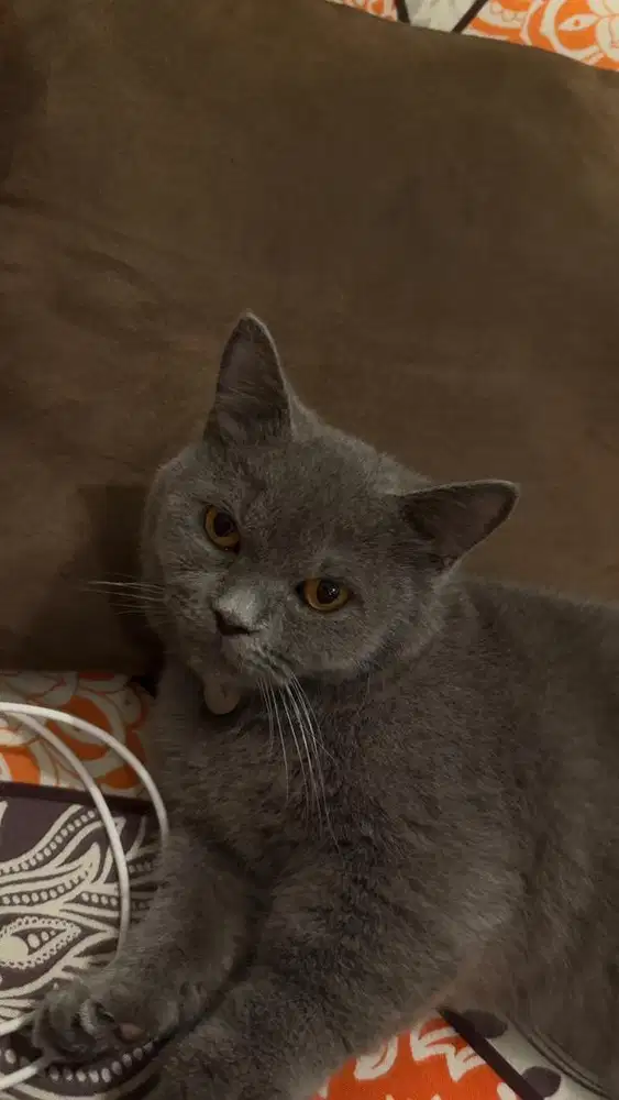 BSH MUNCHKIN SOLID BLUE