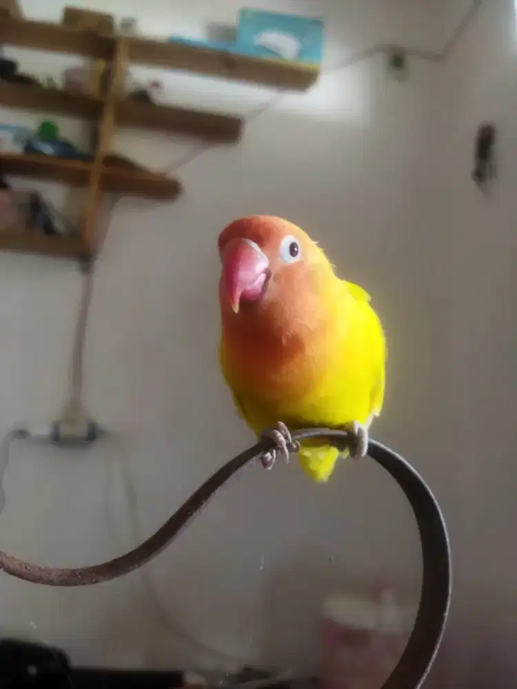Burung Lovebird Jantan muda