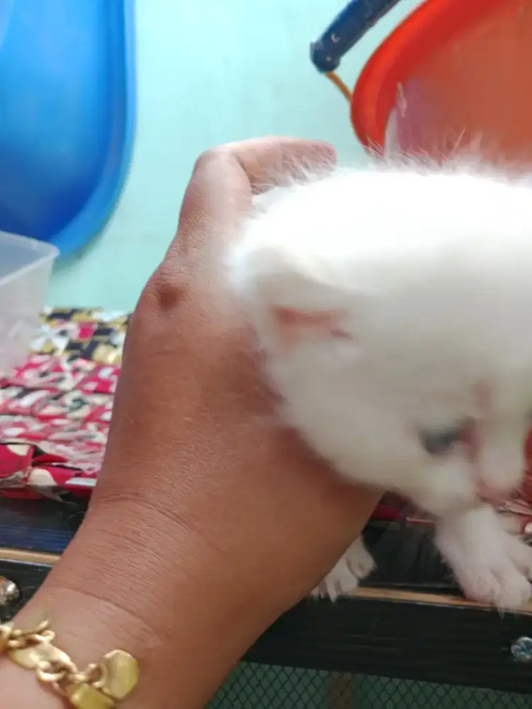 Jual  anak kucing campur indo