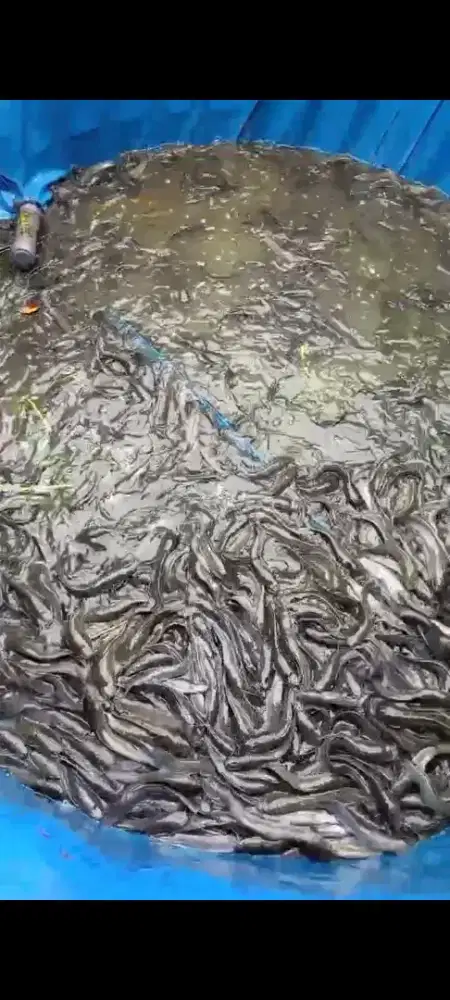 Lele komsumsi full pelet