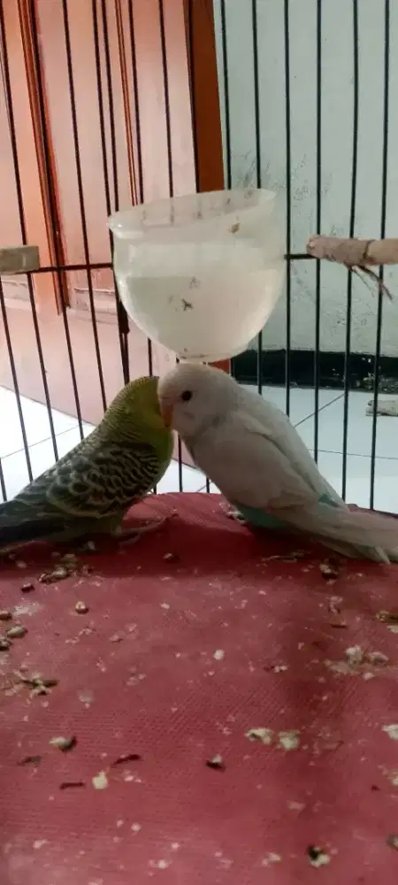 Parkit sepasang masih muda