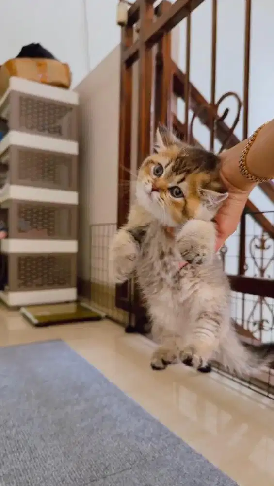 open Booking anak Kucing BSH | Scottish Straight Anakan Import Russia