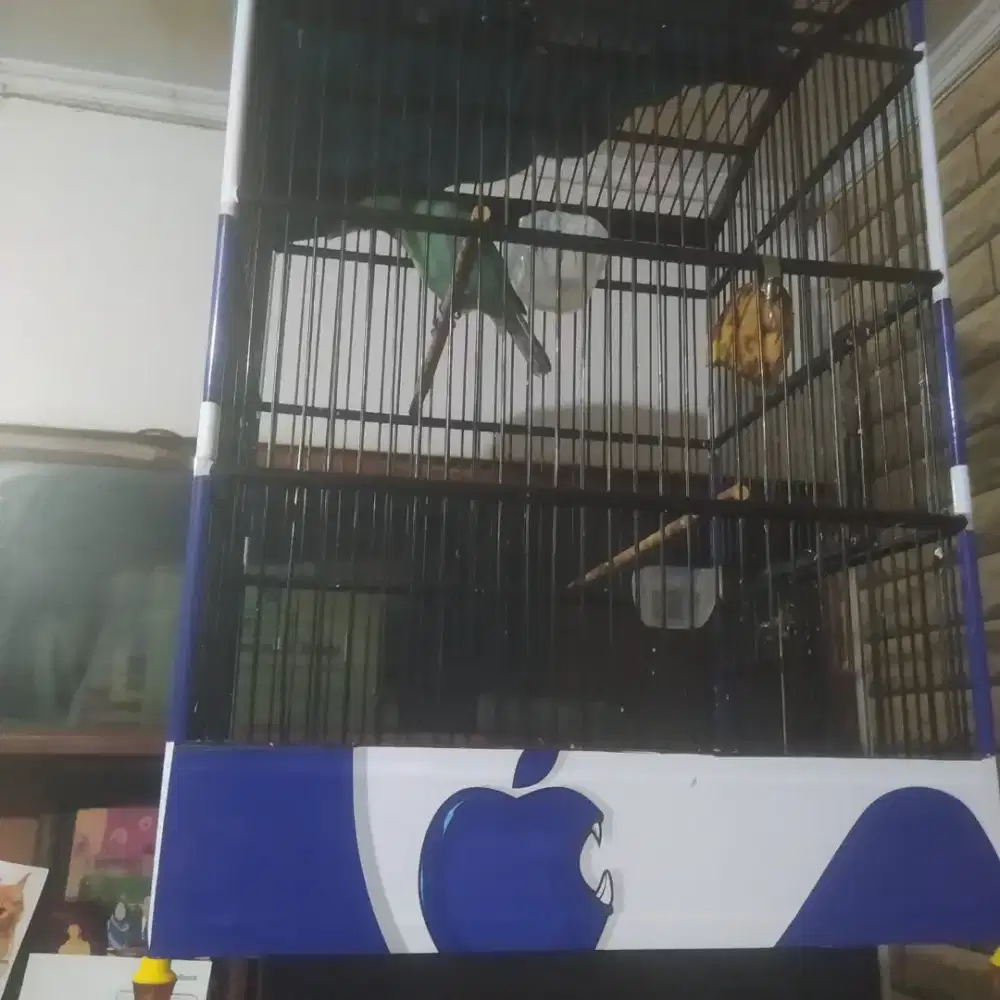 Kandang lomba beserta isi nya