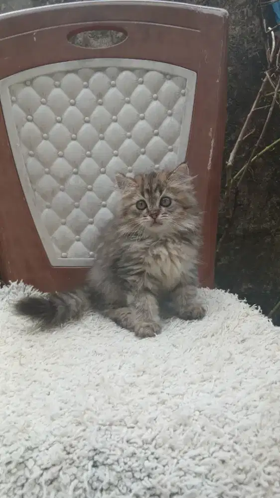 Kitten persia jantan