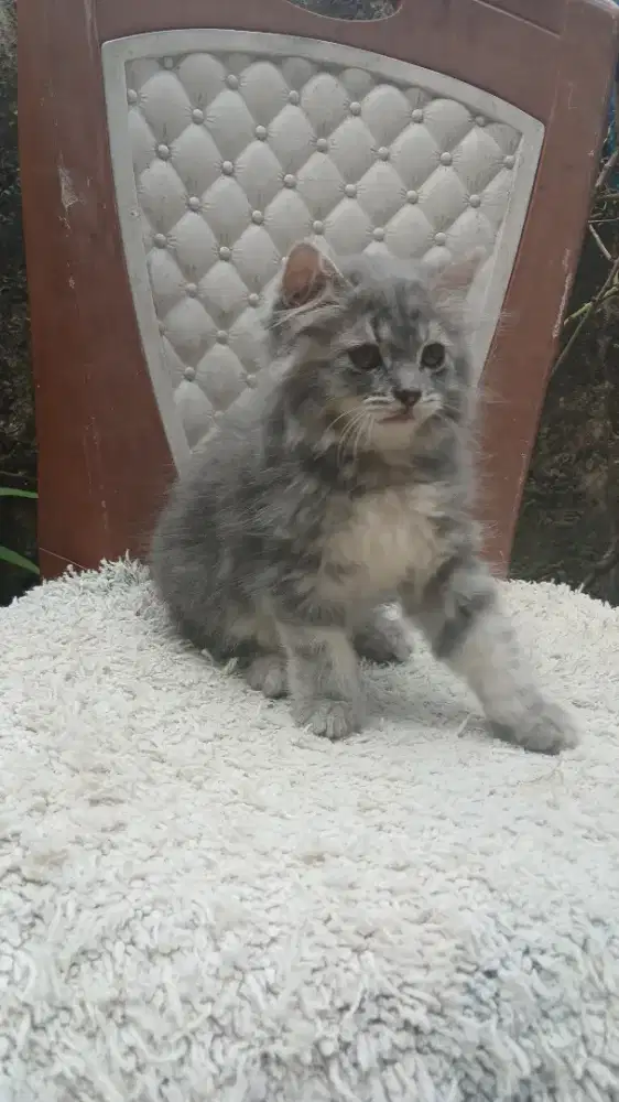 Kitten persia betina lucu